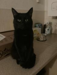 Lost Male Cat last seen Sprignall , Peterborough, England PE3