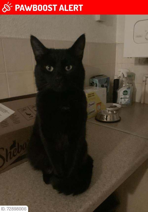 Lost Male Cat last seen Sprignall , Peterborough, England PE3