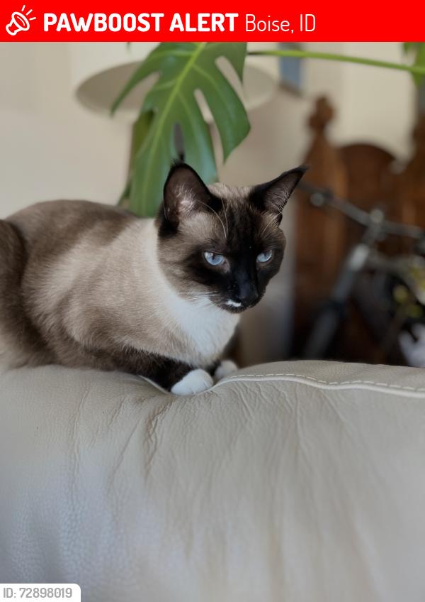 Lost Male Cat last seen Near Old Penitentiary , Boise, ID 83712