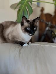 Lost Male Cat last seen Near Old Penitentiary , Boise, ID 83712