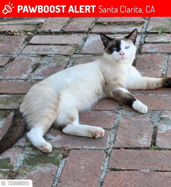 Lost Male Cat last seen  Cedarcreek Elementary School, Santa Clarita, CA 91351