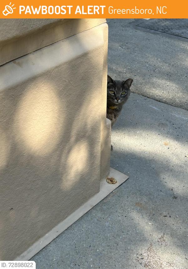 Found/Stray Unknown Cat last seen Thorndike Rd beside the Fairfield In , Greensboro, NC 27409