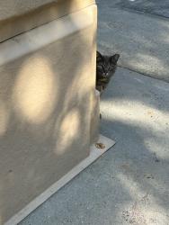 Found/Stray Unknown Cat last seen Thorndike Rd beside the Fairfield In , Greensboro, NC 27409