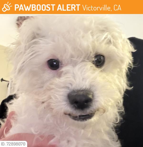 Found/Stray Female Dog last seen Cobalt and Viejo, Victorville, CA 92392