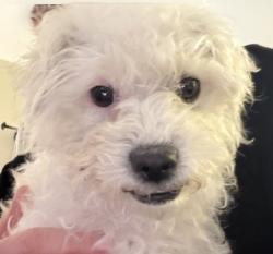 Found/Stray Female Dog last seen Cobalt and Viejo, Victorville, CA 92392