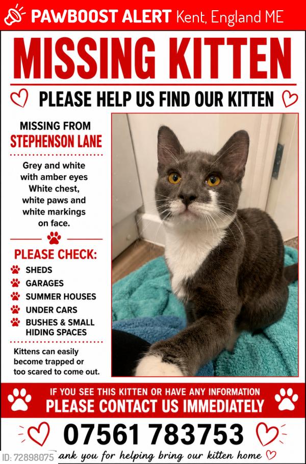 Lost Male Cat last seen Stephenson lane rochester, Kent, England ME1