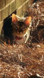 Found/Stray Unknown Cat last seen Near Miller Avenue, Fayetteville, NC 28304