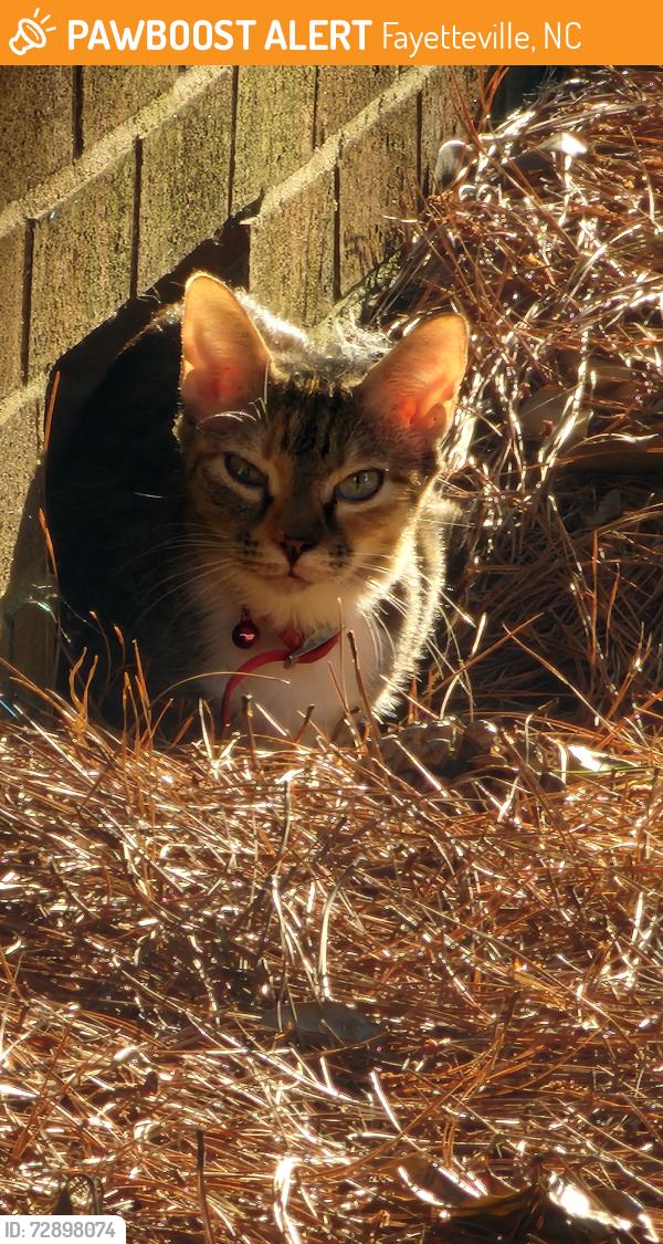 Found/Stray Unknown Cat last seen Near Miller Avenue, Fayetteville, NC 28304