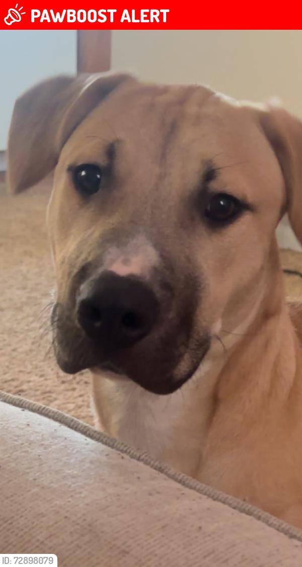 Lost Female Dog last seen 10th st Jacksonville beach Fl , Jacksonville Beach, FL 32250