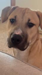 Lost Female Dog last seen 10th st Jacksonville beach Fl , Jacksonville Beach, FL 32250