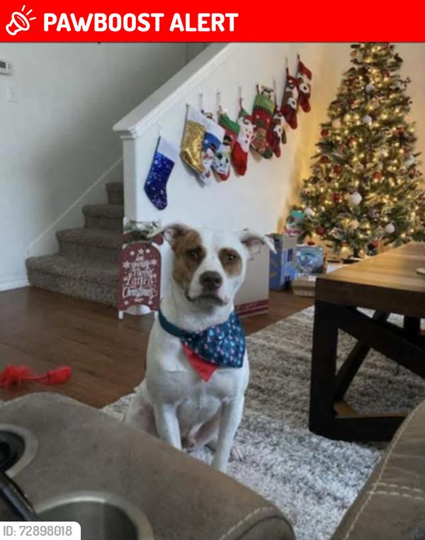 Lost Male Dog last seen Old Boston rd, Palestine tx 75801, Anderson County, TX 75801