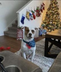 Lost Male Dog last seen Old Boston rd, Palestine tx 75801, Anderson County, TX 75801