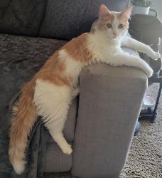 Lost Male Cat last seen US 31 South and Tracy Road, New Whiteland, IN 46184