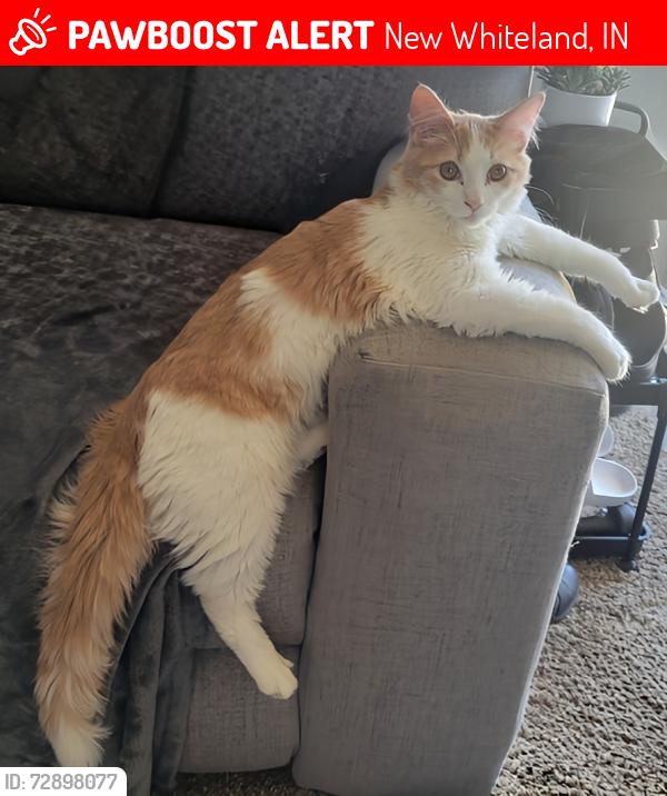 Lost Male Cat last seen US 31 South and Tracy Road, New Whiteland, IN 46184