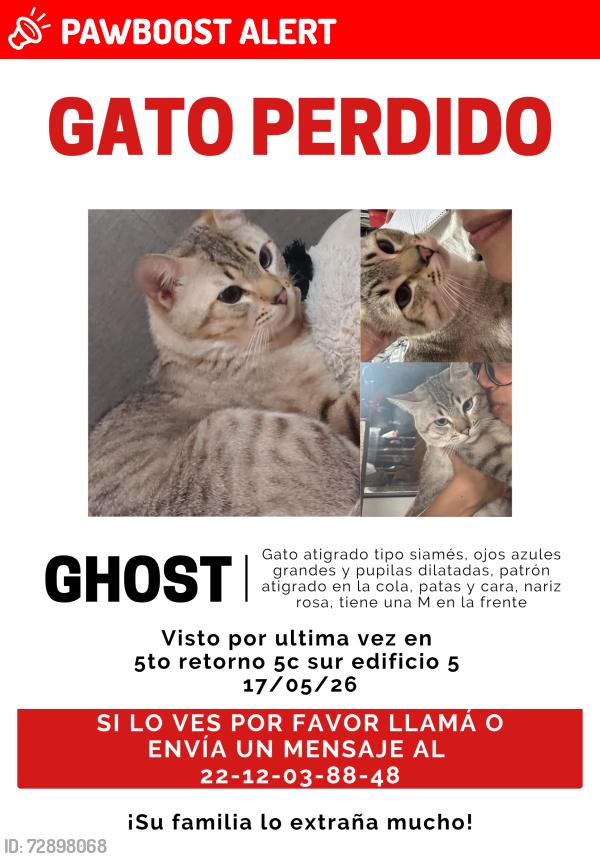 Lost Male Cat last seen 5to retorno de la 5c sur y 7 sur creemos que se fue por atrás entre los edificios , Heroica Puebla de Zaragoza, Pue. 72474