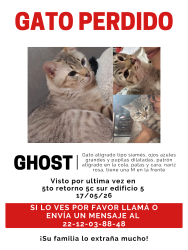 Lost Male Cat last seen 5to retorno de la 5c sur y 7 sur creemos que se fue por atrás entre los edificios , Heroica Puebla de Zaragoza, Pue. 72474