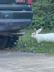 Found/Stray Unknown Rabbit last seen At the creek on Weatherly drive between cannon and petty, Fayetteville, GA 30214