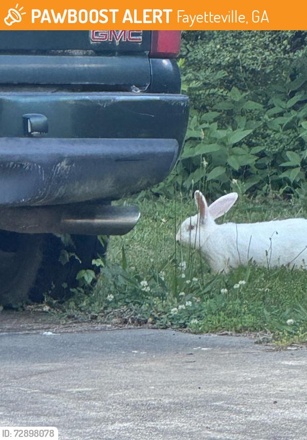 Found/Stray Unknown Rabbit last seen At the creek on Weatherly drive between cannon and petty, Fayetteville, GA 30214