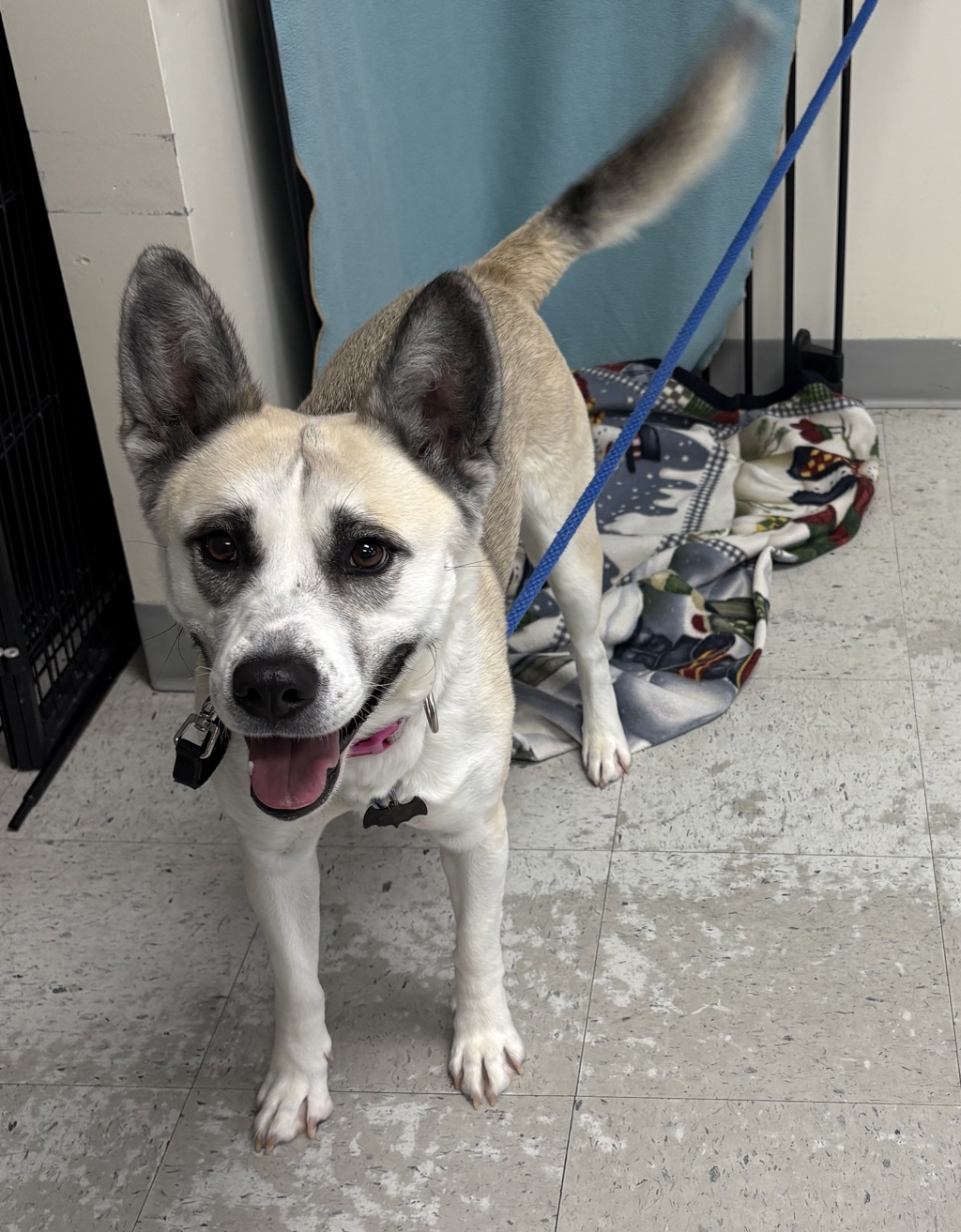 Shelter Stray Female Dog last seen Near S 300 W, SALT LAKE CITY, UT, 84101, 511 W 3900 S, Salt Lake City, UT 84123, USA