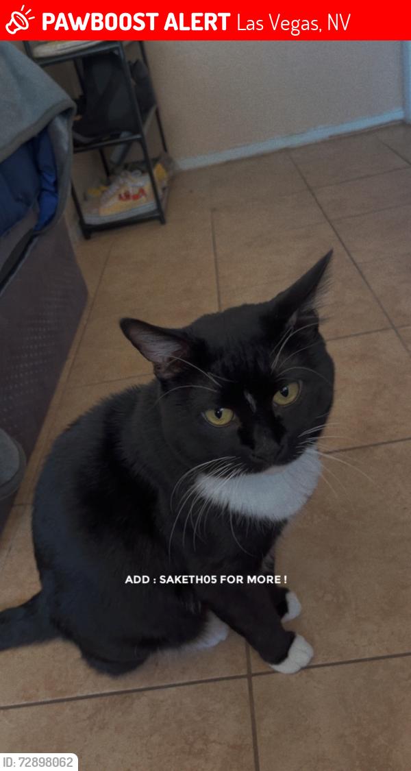 Lost Male Cat last seen Washington avenue and lamb boulevard , Las Vegas, NV 89110