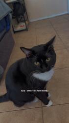 Lost Male Cat last seen Washington avenue and lamb boulevard , Las Vegas, NV 89110