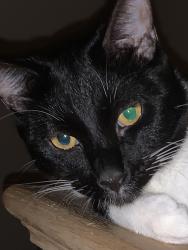 Reunited Male Cat last seen Near block of Clark dr , Roeland Park, KS 66205