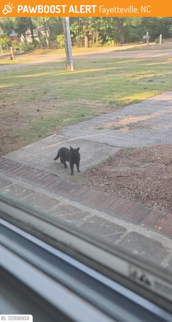 Found/Stray Unknown Cat last seen Near Miller Avenue, Fayetteville, NC 28304