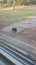 Found/Stray Unknown Cat last seen Near Miller Avenue, Fayetteville, NC 28304