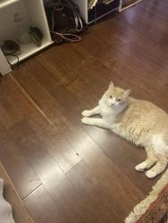 Lost Male Cat last seen Showell Street and W. Charleston Blvd. 1600 West Charleston Blvd., Las Vegas, NV 89106