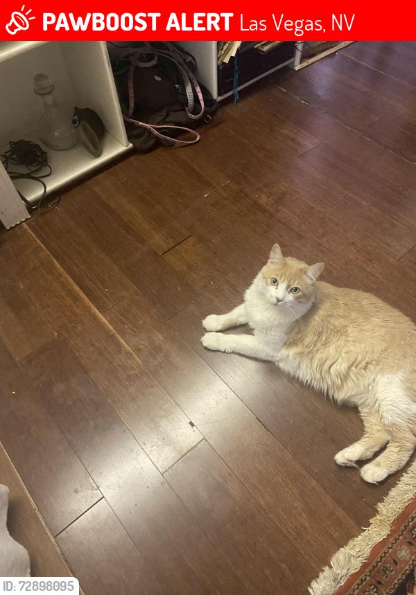 Lost Male Cat last seen Showell Street and W. Charleston Blvd. 1600 West Charleston Blvd., Las Vegas, NV 89106