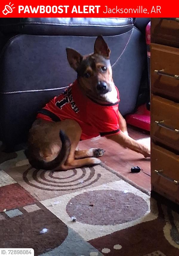 Lost Male Dog last seen Hey 107 , Jacksonville, AR 72076