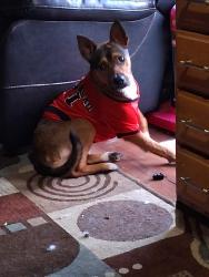 Lost Male Dog last seen Hey 107 , Jacksonville, AR 72076