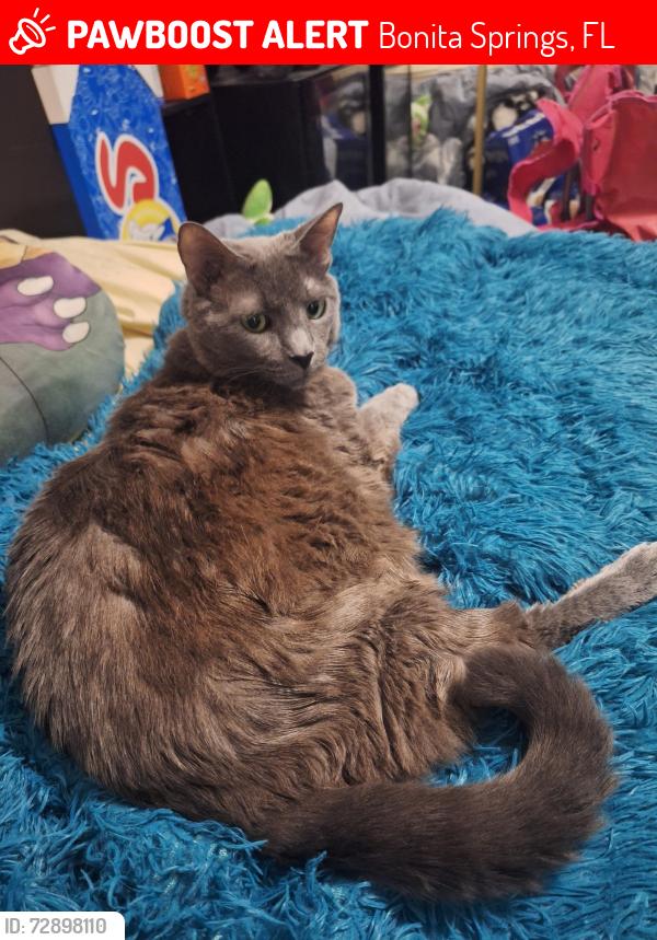 Lost Female Cat last seen Near e el dorado ave, Bonita Springs, FL 34134