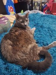 Lost Female Cat last seen Near e el dorado ave, Bonita Springs, FL 34134