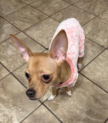Reunited Female Dog last seen Grant and Tanque Verde, Tucson, AZ 85715