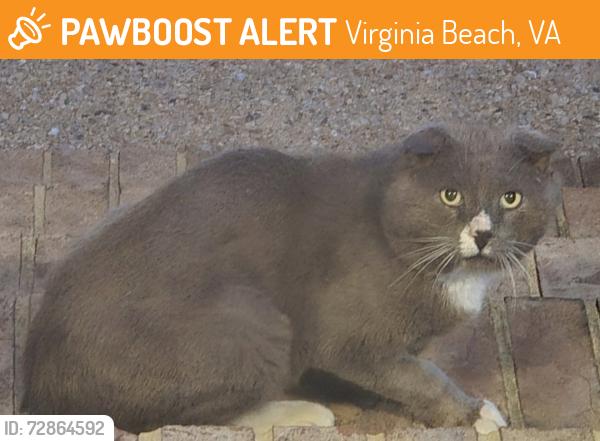 Found/Stray Unknown Cat last seen Meadowside/Heatherwood (Cypress Point North), Virginia Beach, VA 23455
