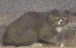 Found/Stray Unknown Cat last seen Meadowside/Heatherwood (Cypress Point North), Virginia Beach, VA 23455