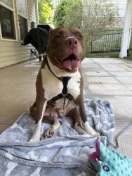 Found/Stray Female Dog last seen Christenbury Road close to the circle at Dominion Village, Charlotte, NC 28269
