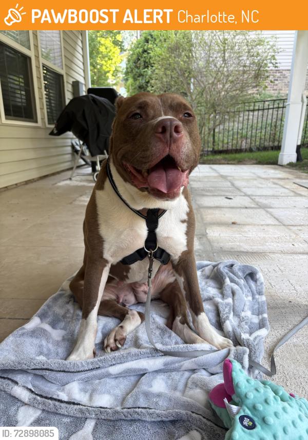 Found/Stray Female Dog last seen Christenbury Road close to the circle at Dominion Village, Charlotte, NC 28269