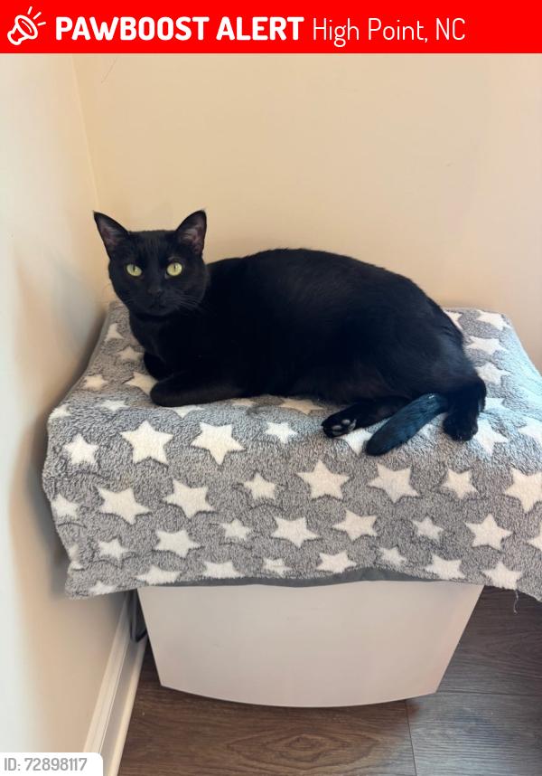 Lost Female Cat last seen Alyssa Way, High Point, NC 27265