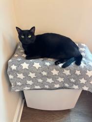 Lost Female Cat last seen Alyssa Way, High Point, NC 27265