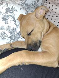 Found/Stray Female Dog last seen Woodbury and Walsh , Columbus, OH 43223