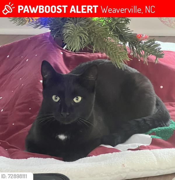 Lost Female Cat last seen Creekside Village s near Lake Louise, Weaverville, NC 28804