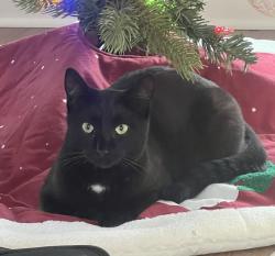Lost Female Cat last seen Creekside Village s near Lake Louise, Weaverville, NC 28804