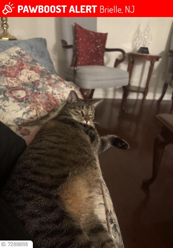 Lost Female Cat last seen Route 71, Brielle, NJ 08730
