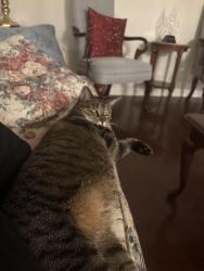 Lost Female Cat last seen Route 71, Brielle, NJ 08730