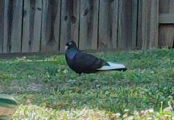 Found/Stray Unknown Bird last seen Zurich Drive and Geneva St, Richmond, VA 23224