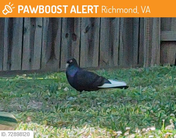 Found/Stray Unknown Bird last seen Zurich Drive and Geneva St, Richmond, VA 23224