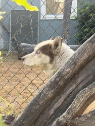 Found/Stray Unknown Dog last seen Oxnard and Bellaire, Los Angeles, CA 91606