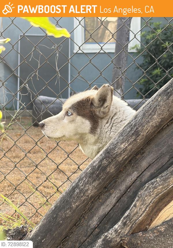 Found/Stray Unknown Dog last seen Oxnard and Bellaire, Los Angeles, CA 91606